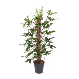 Philodendron Pedatum - Ø24Cm - ↕120Cm