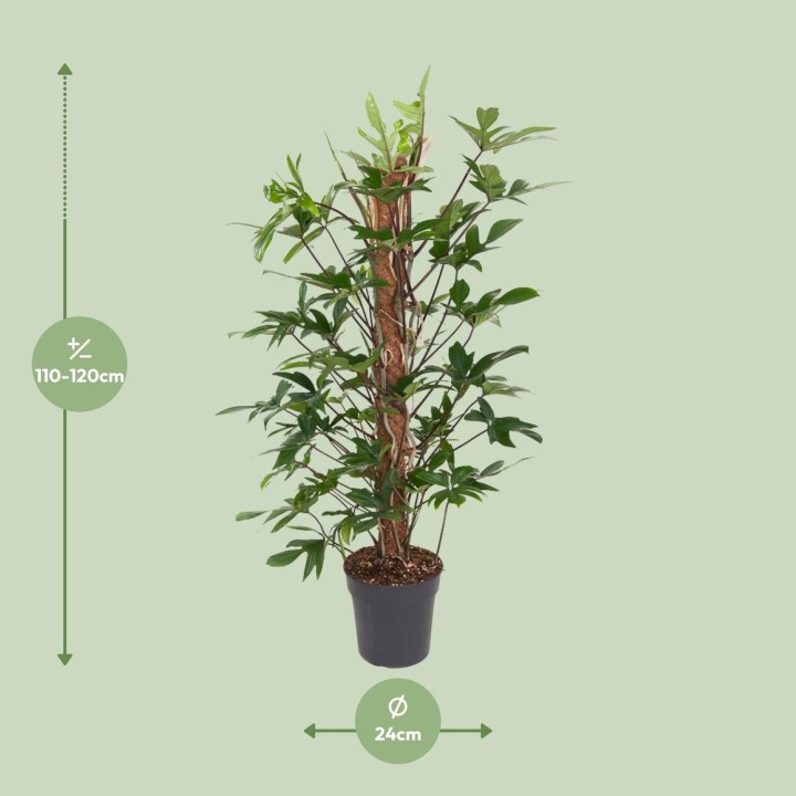 Philodendron Pedatum - Ø24Cm - ↕120Cm
