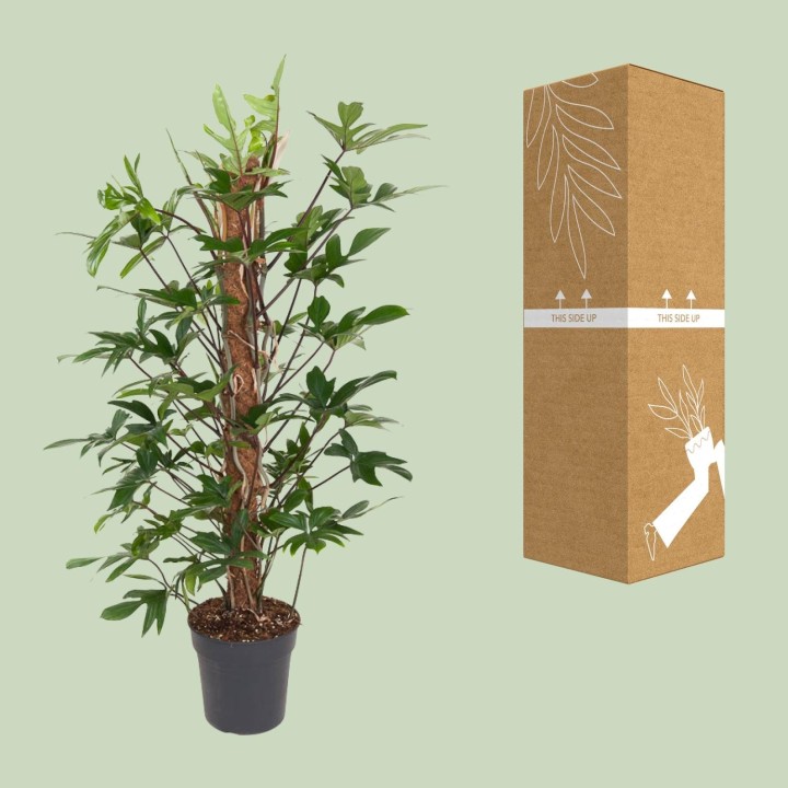 Philodendron Pedatum - Ø24Cm - ↕120Cm