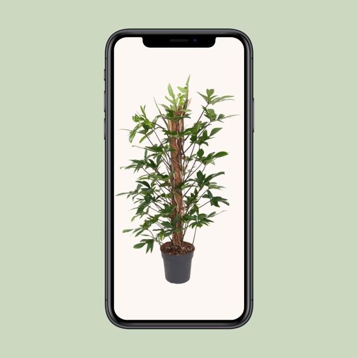 Philodendron Pedatum - Ø24Cm - ↕120Cm