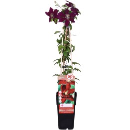 Clematis Niobe - ↨65Cm - Ø15