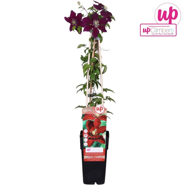 Clematis Niobe - ↨65Cm - Ø15