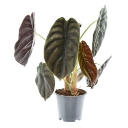 Alocasia Red Secret - Ø14Cm - ↕35Cm