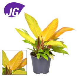 Philodendron Prince Of Orange - Ø14Cm - ↕35Cm