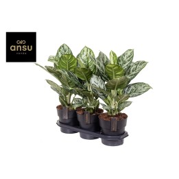 Aglaonema Jungle Silver - Ø19Cm - ↕60Cm