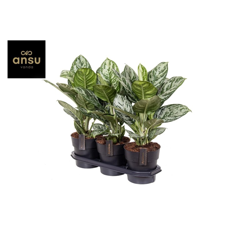 Aglaonema Jungle Silver - Ø19Cm - ↕60Cm