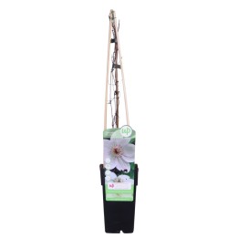 Clematis Miss Bateman - Clematis Wit - Ø15Cm - ↕65Cm