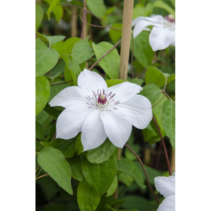 Clematis Miss Bateman - Clematis Wit - Ø15Cm - ↕65Cm