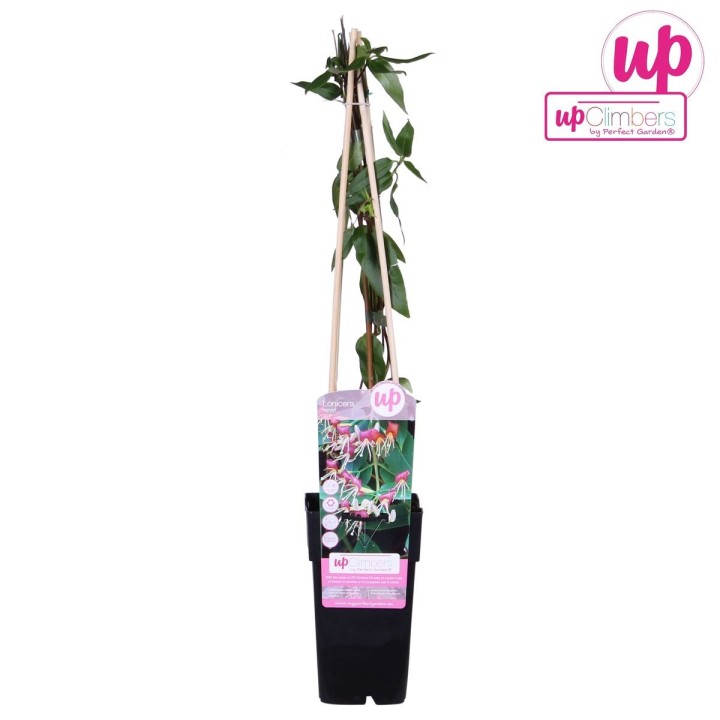 Lonicera Henryi - Ø15Cm - ↕65Cm