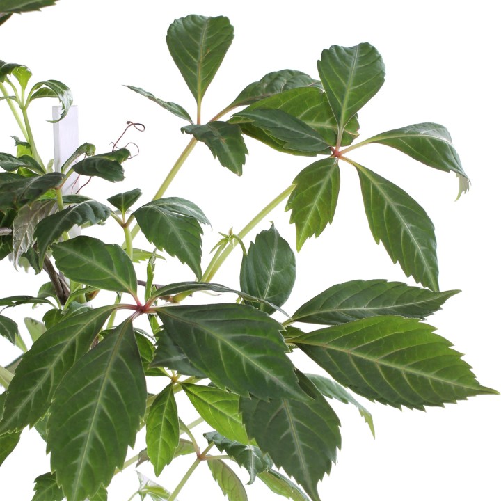 Parthenocissus Henryana - Chinese Wild Winged - Ø15Cm - ↕65Cm