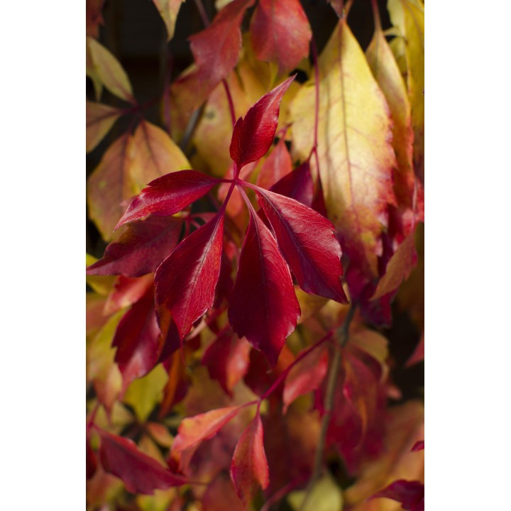 Parthenocissus Henryana - Chinese Wild Winged - Ø15Cm - ↕65Cm