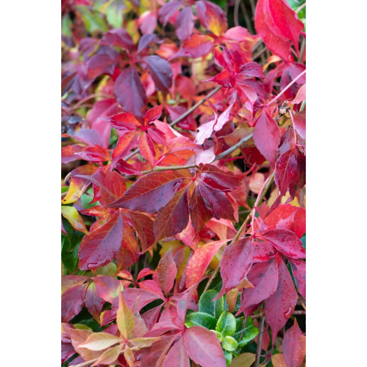Parthenocissus Henryana - Chinese Wild Winged - Ø15Cm - ↕65Cm