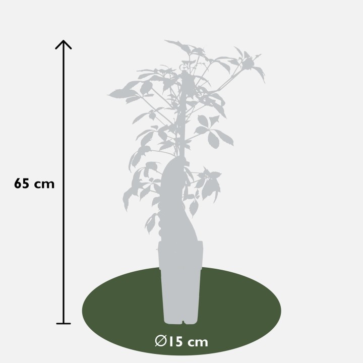 Parthenocissus Henryana - Chinese Wild Winged - Ø15Cm - ↕65Cm