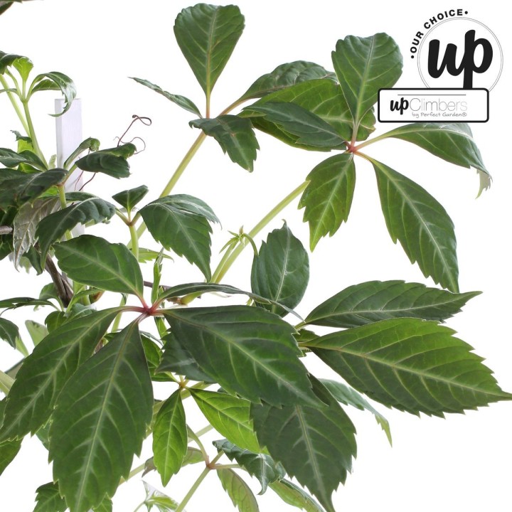 Parthenocissus Henryana - Chinese Wild Winged - Ø15Cm - ↕65Cm