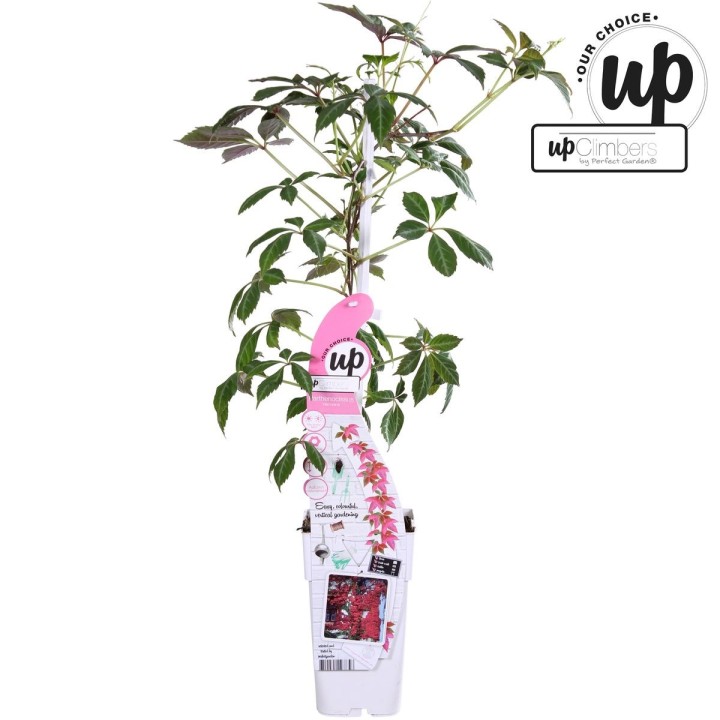 Parthenocissus Henryana - Chinese Wild Winged - Ø15Cm - ↕65Cm