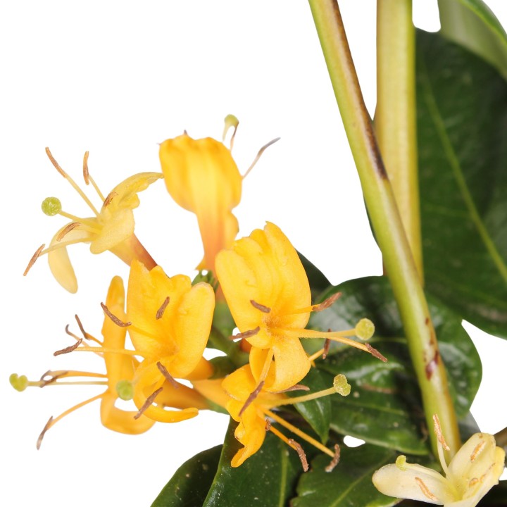 3X - Lonicera Henryi - ↨65Cm - Ø15