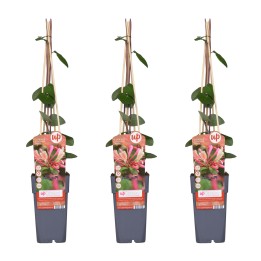 3X - Lonicera Periclymenum 'Belgica' - ↨65Cm - Ø15