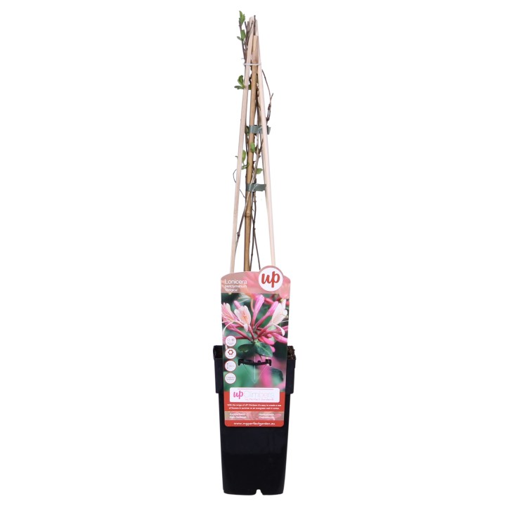 3X - Lonicera Periclymenum 'Belgica' - ↨65Cm - Ø15