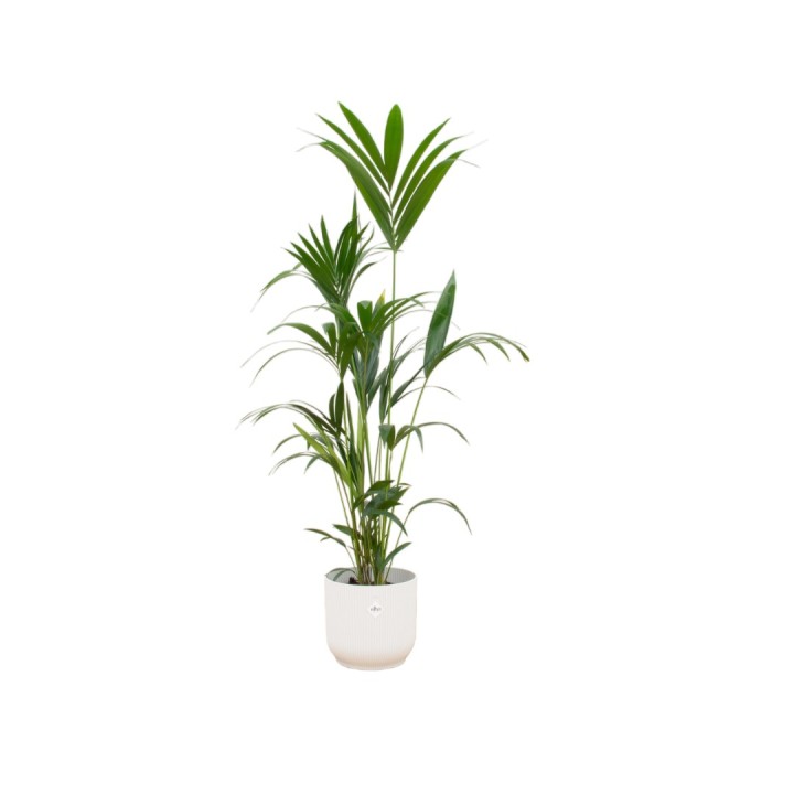 Kentia Palm Including Elho Vibes Fold Round White - 160Cm - Ø30