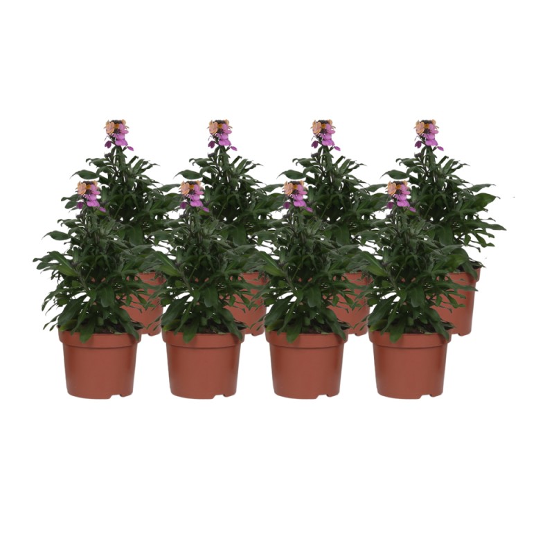 Erysimum 'Purple Glow' - 8 Pieces - Ø12Cm - ↕30Cm