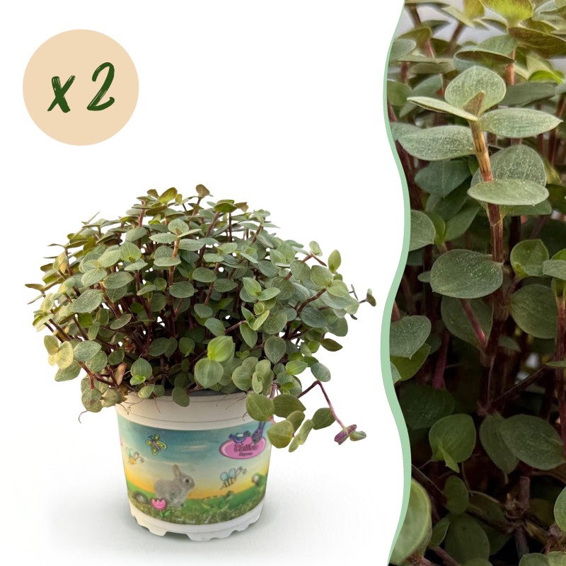 Green Boutiq - Houseplant - Calissia Repens - Cat Grass - Pet-Friendly - Green - 2 Plants - Pot 12Cm - Height 17-20Cm