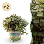 Green Boutiq - Houseplant - Calissia Repens - Cat Grass - Pet-Friendly - Green - 2 Plants - Pot 12Cm - Height 17-20Cm