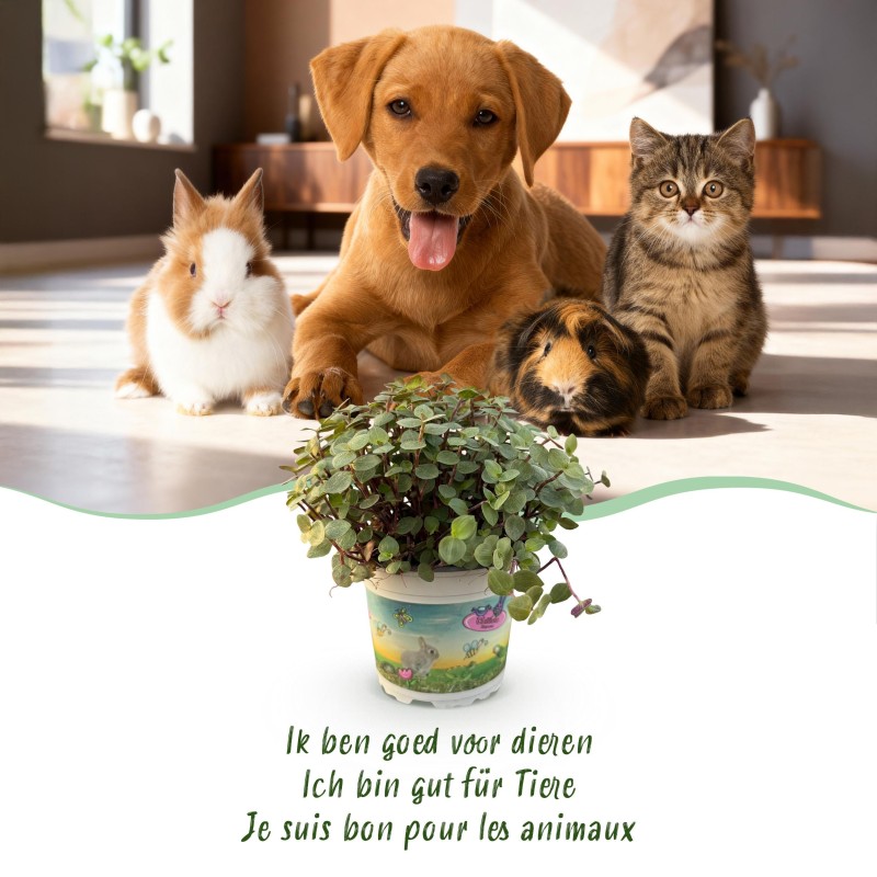 Green Boutiq - Houseplant - Calissia Repens - Cat Grass - Pet-Friendly - Green - 2 Plants - Pot 12Cm - Height 17-20Cm