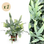 Green Boutiq - Houseplant - Phlebodium Aureum Blue Star - Blue Fern - Pet Friendly - Blue - 2 Plants - Pot 12Cm - Height 25-30Cm