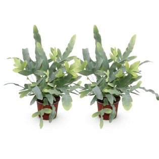 Green Boutiq - Houseplant - Phlebodium Aureum Blue Star - Blue Fern - Pet Friendly - Blue - 2 Plants - Pot 12Cm - Height 25-30Cm