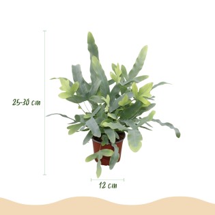 Green Boutiq - Houseplant - Phlebodium Aureum Blue Star - Blue Fern - Pet Friendly - Blue - 2 Plants - Pot 12Cm - Height 25-30Cm