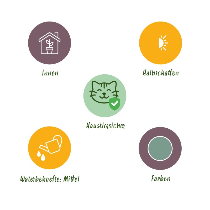 Green Boutiq - Houseplant - Phlebodium Aureum Blue Star - Blue Fern - Pet Friendly - Blue - 2 Plants - Pot 12Cm - Height 25-30Cm