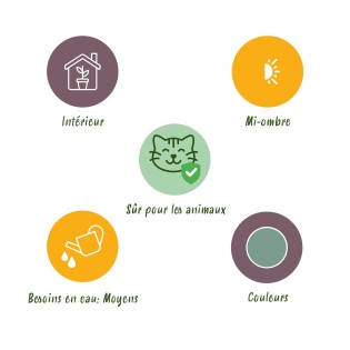 Green Boutiq - Houseplant - Phlebodium Aureum Blue Star - Blue Fern - Pet Friendly - Blue - 2 Plants - Pot 12Cm - Height 25-30Cm