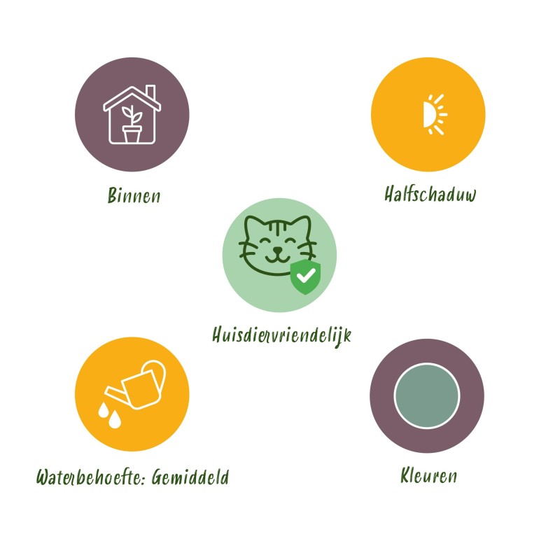 Green Boutiq - Houseplant - Phlebodium Aureum Blue Star - Blue Fern - Pet Friendly - Blue - 2 Plants - Pot 12Cm - Height 25-30Cm