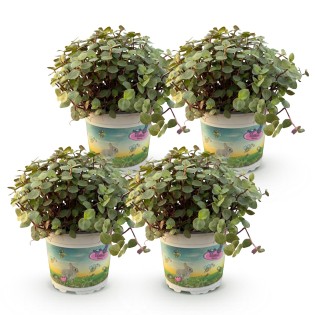 Green Boutiq - Houseplant - Calissia Repens - Cat Grass - Pet Friendly - Green - 4 Plants - Pot 12Cm - Height 17-20Cm