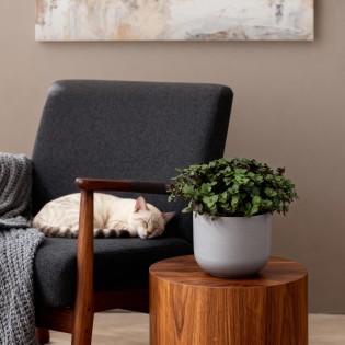 Green Boutiq - Houseplant - Calissia Repens - Cat Grass - Pet Friendly - Green - 4 Plants - Pot 12Cm - Height 17-20Cm