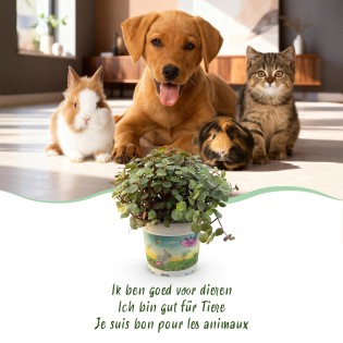 Green Boutiq - Houseplant - Calissia Repens - Cat Grass - Pet Friendly - Green - 4 Plants - Pot 12Cm - Height 17-20Cm