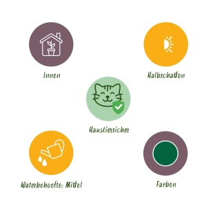 Green Boutiq - Houseplant - Calissia Repens - Cat Grass - Pet Friendly - Green - 4 Plants - Pot 12Cm - Height 17-20Cm