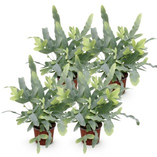 Green Boutiq - Houseplant - Phlebodium Aureum Blue Star - Blue Fern - Pet Friendly - Blue - 4 Plants - Pot 12Cm - Height 25-30Cm