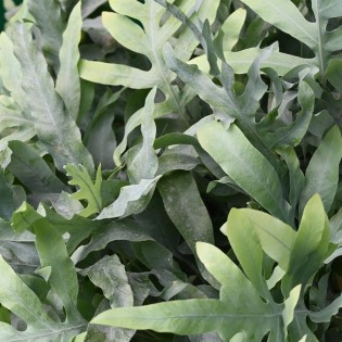 Green Boutiq - Houseplant - Phlebodium Aureum Blue Star - Blue Fern - Pet Friendly - Blue - 4 Plants - Pot 12Cm - Height 25-30Cm