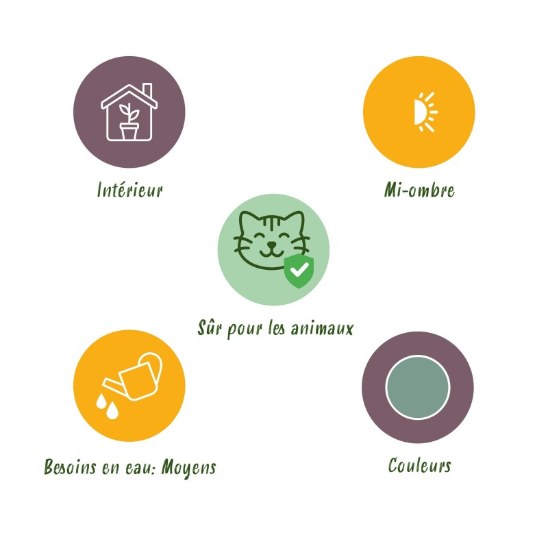 Green Boutiq - Houseplant - Phlebodium Aureum Blue Star - Blue Fern - Pet Friendly - Blue - 4 Plants - Pot 12Cm - Height 25-30Cm