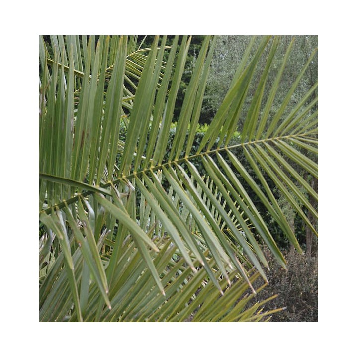 Jubaea chilensis - 650 CM - Autre