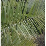 Jubaea chilensis spécimen tronc 60/70 extra