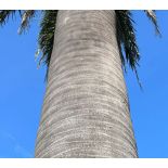 Jubaea chilensis spécimen tronc 60/70 extra