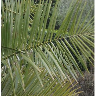 Jubaea chilensis (Cocotier du chili, palmier à miel, palmier à vin) spécimen
