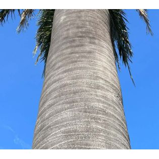 Jubaea chilensis (Cocotier du chili, palmier à miel, palmier à vin) spécimen