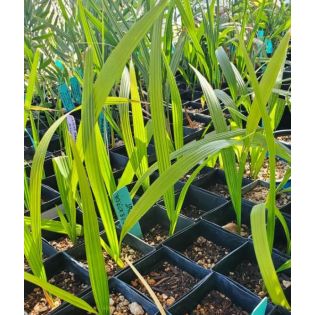 Jubaea chilensis (Cocotier du chili, palmier à miel, palmier à vin) spécimen