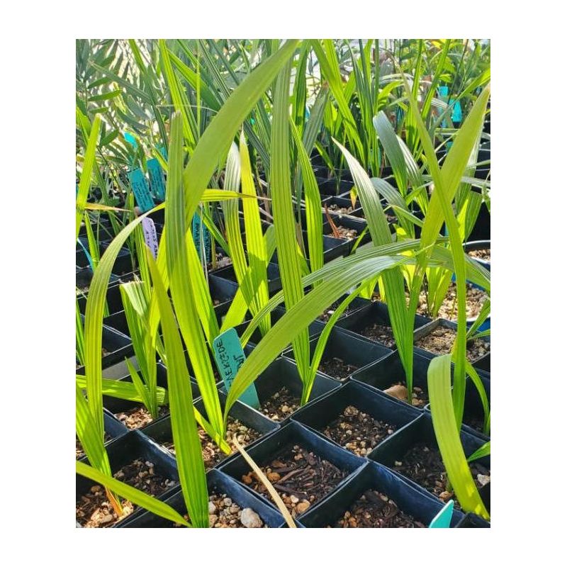 Jubaea chilensis (Cocotier du chili, palmier à miel, palmier à vin) spécimen