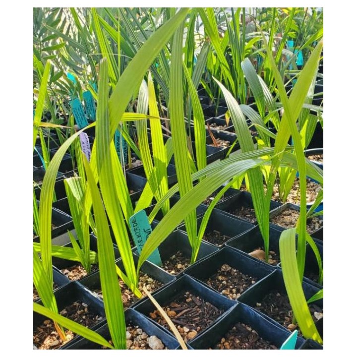 Jubaea chilensis (Cocotier du chili, palmier à miel, palmier à vin) spécimen