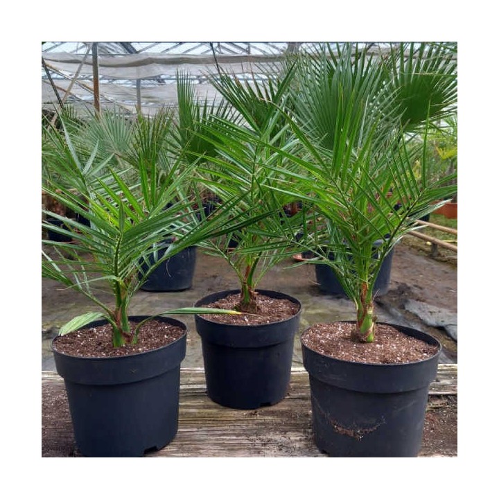 Phoenix canariensis (dattier des canaris)