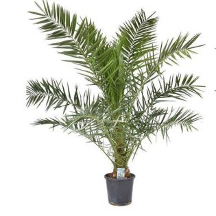 Phoenix canariensis (dattier des canaris)